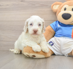 7 week old Cockapoo Puppy For Sale - Puppy Love PR