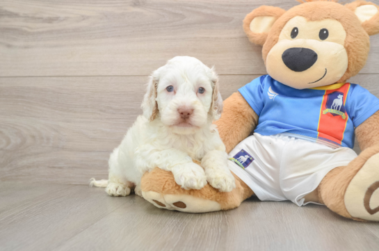 Cockapoo Pup Being Cute