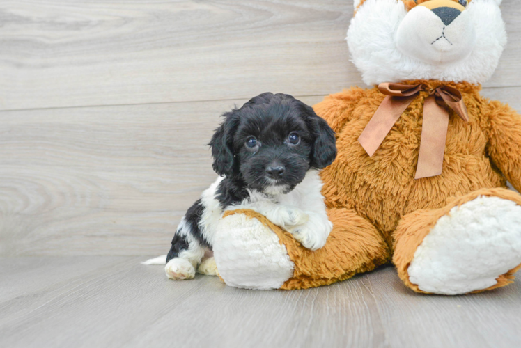 Cockapoo Pup Being Cute