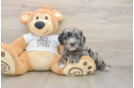 Happy Cockapoo Baby