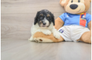 Cockapoo Pup Being Cute