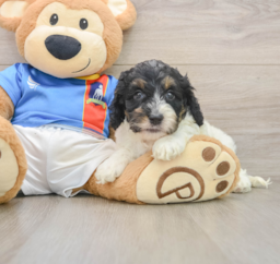 7 week old Cockapoo Puppy For Sale - Puppy Love PR