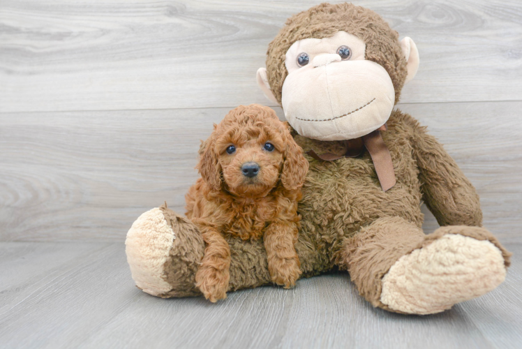 Meet Cajun - our Cockapoo Puppy Photo 1/3 - Puppy Love PR Cockapoo Puppy for Adoption