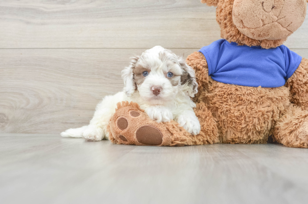 6 week old Cockapoo Puppy For Sale - Puppy Love PR