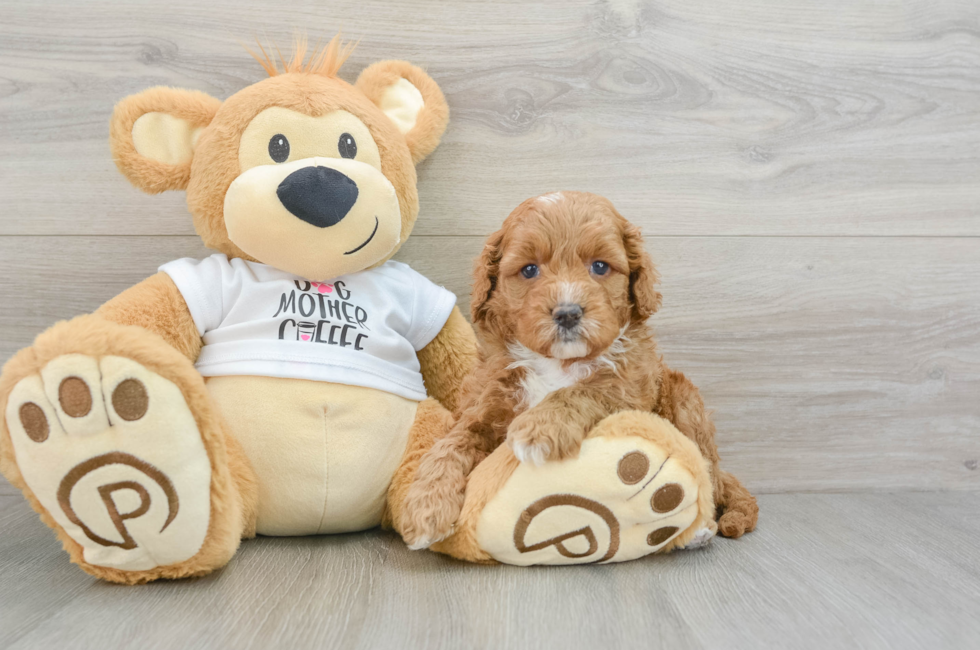 6 week old Cockapoo Puppy For Sale - Puppy Love PR