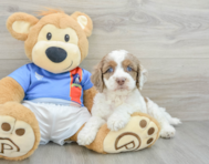 7 week old Cockapoo Puppy For Sale - Puppy Love PR