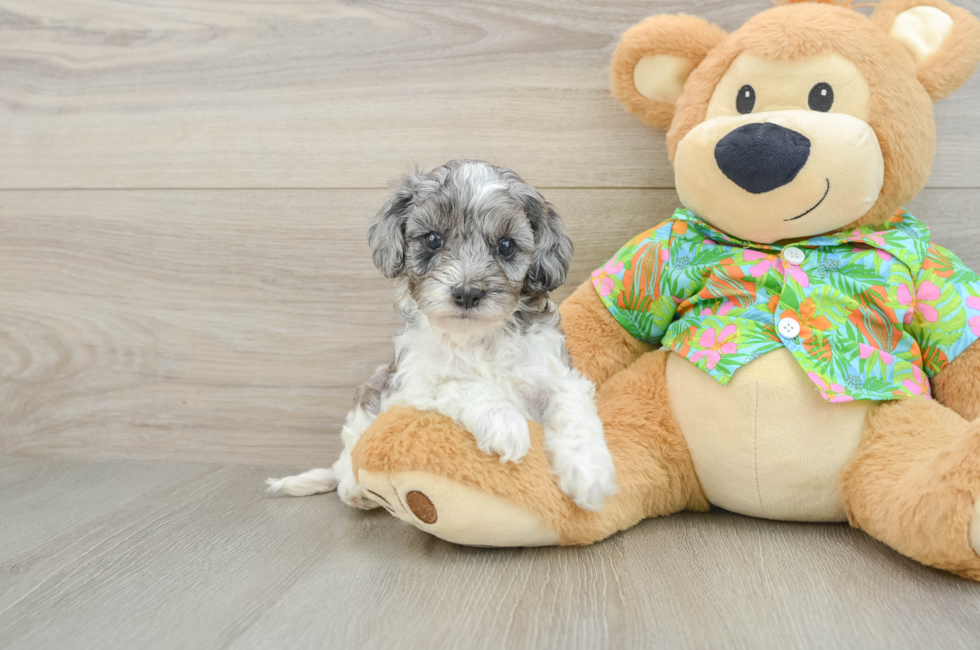 5 week old Cockapoo Puppy For Sale - Puppy Love PR