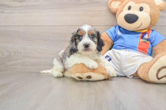 Little Cocker Doodle Poodle Mix Puppy
