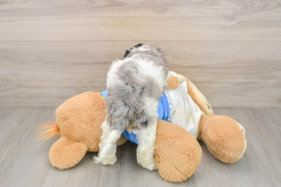 Best Cockapoo Baby