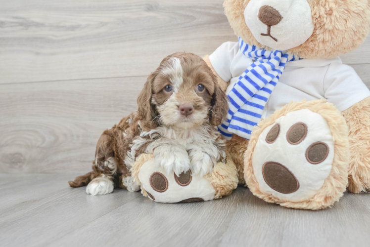 Fluffy Cockapoo Poodle Mix Pup