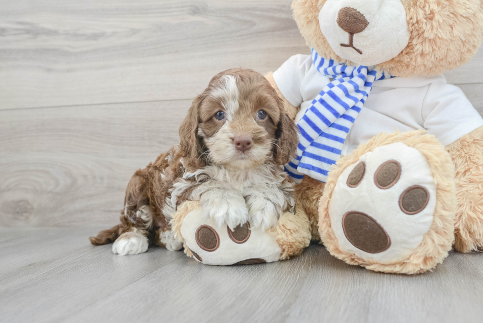 Fluffy Cockapoo Poodle Mix Pup