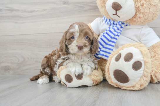 Fluffy Cockapoo Poodle Mix Pup