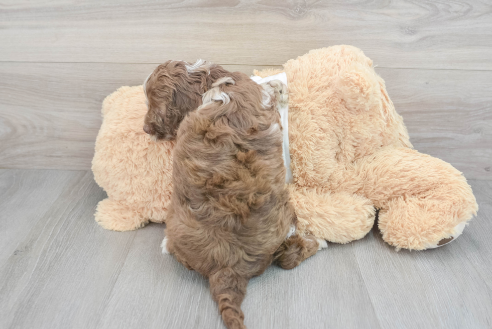 Cockapoo Pup Being Cute