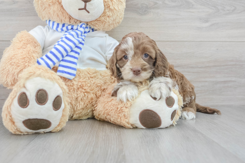 Cockapoo Puppy for Adoption