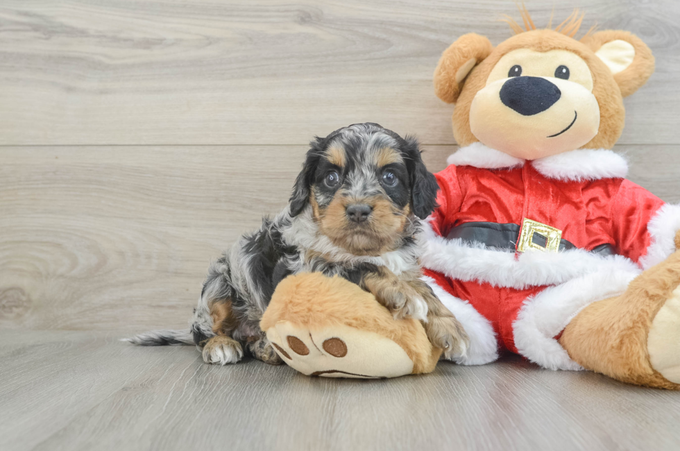 5 week old Cockapoo Puppy For Sale - Puppy Love PR