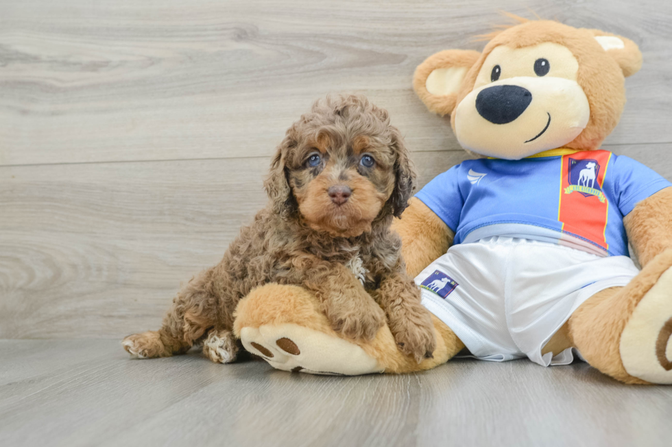 Cockapoo Pup Being Cute