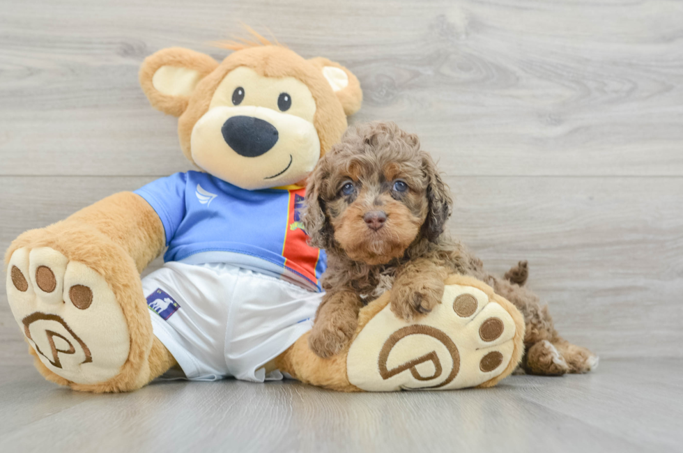 5 week old Cockapoo Puppy For Sale - Puppy Love PR