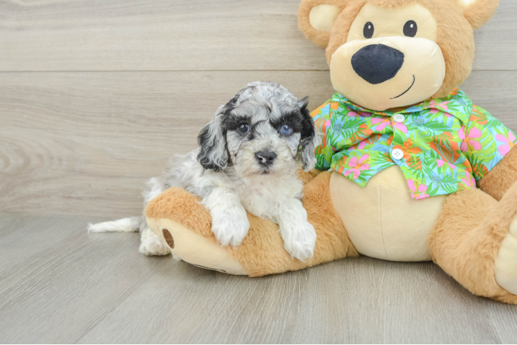 Happy Cockapoo Baby