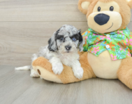 6 week old Cockapoo Puppy For Sale - Puppy Love PR