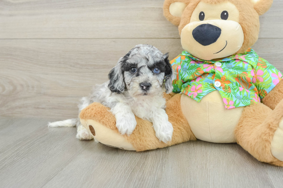 5 week old Cockapoo Puppy For Sale - Puppy Love PR