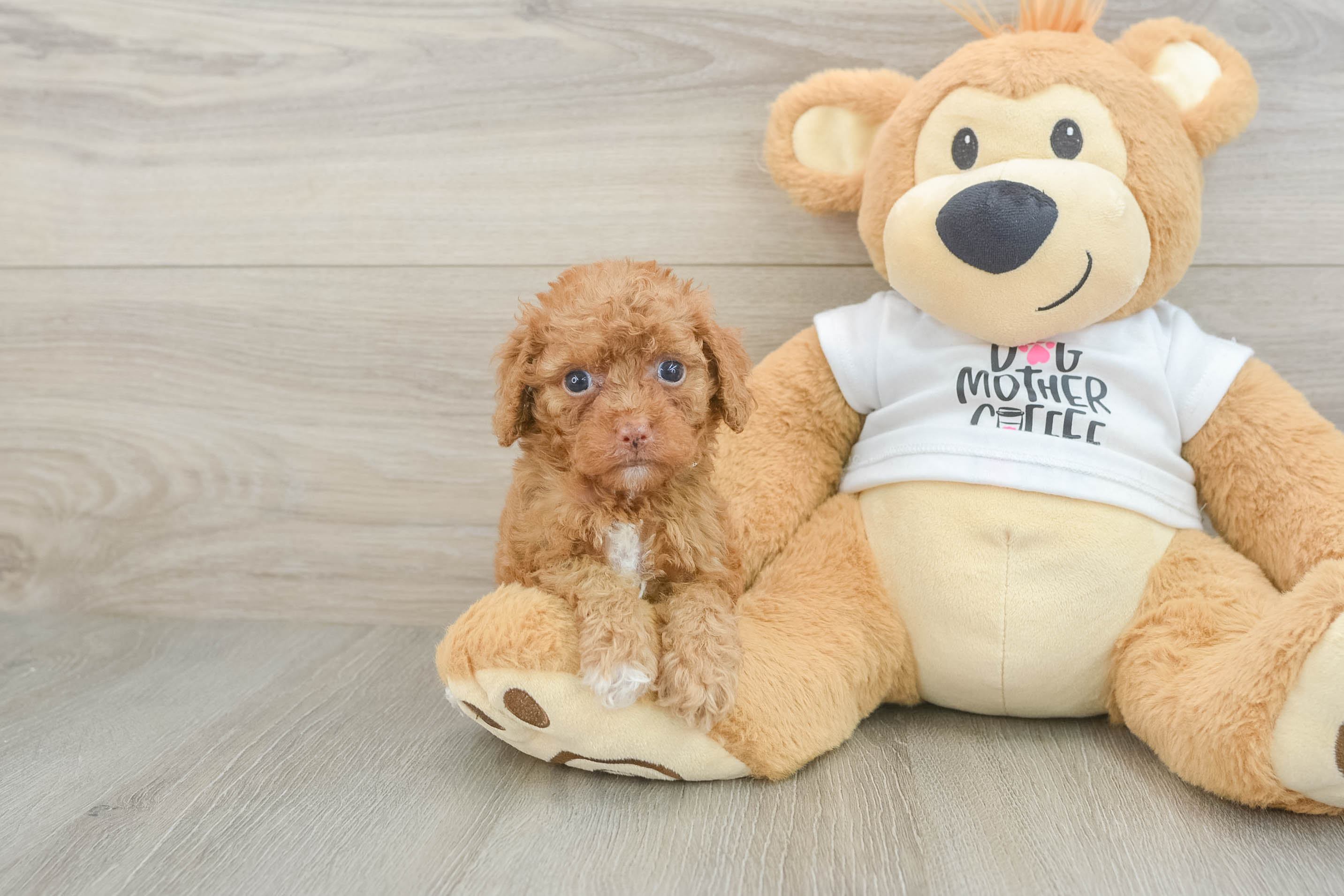 Playful Cocker Doodle Poodle Mix Puppy