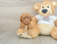 8 week old Cockapoo Puppy For Sale - Puppy Love PR
