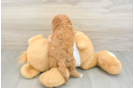 Best Cockapoo Baby