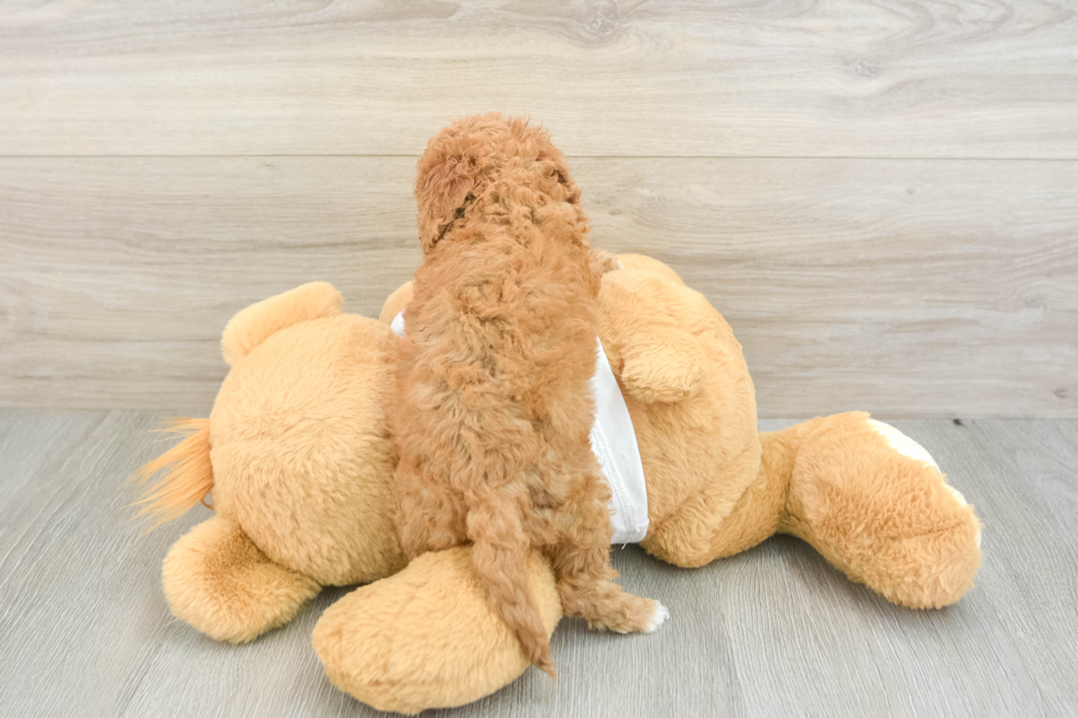 Best Cockapoo Baby