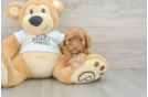 Best Cockapoo Baby
