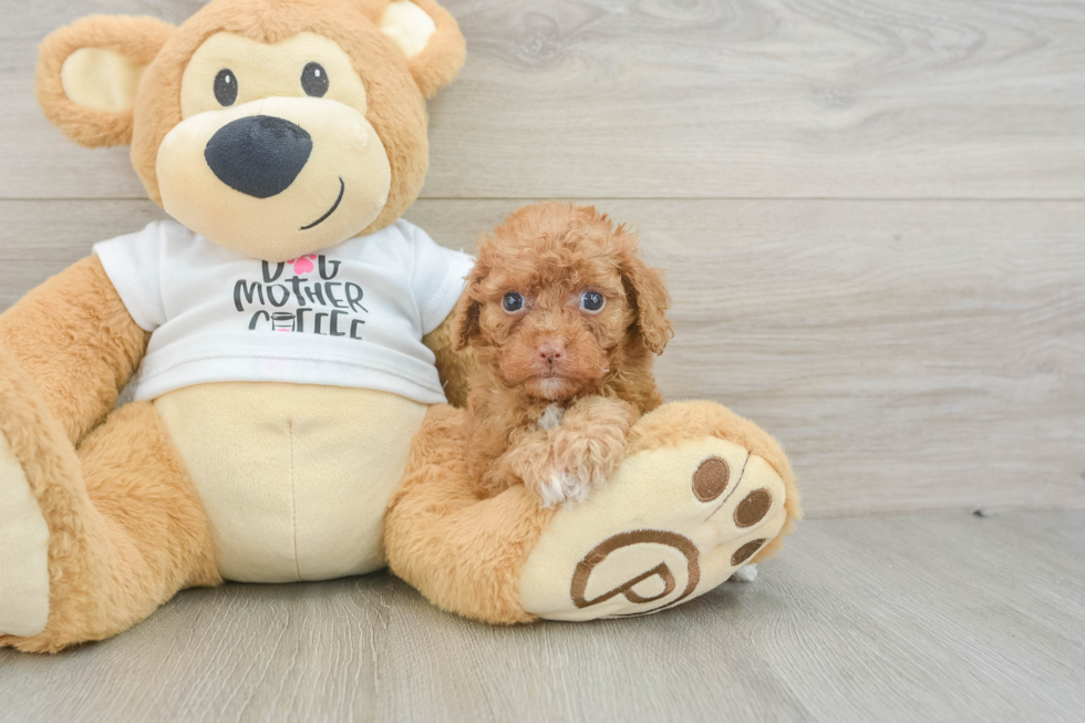 Best Cockapoo Baby