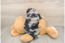 Little Cocker Doodle Poodle Mix Puppy