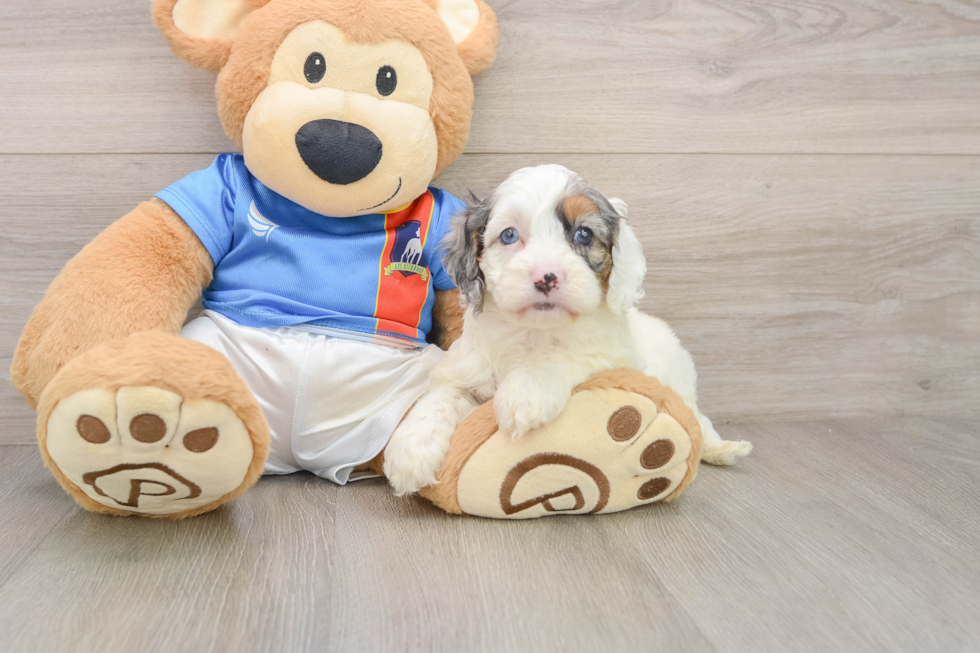 Cockapoo Puppy for Adoption