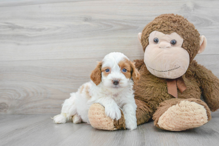 Cockapoo Pup Being Cute