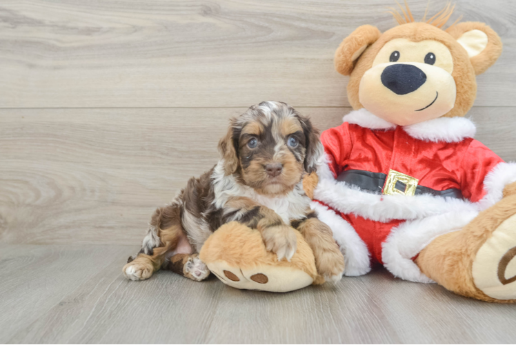 Meet Cameo - our Cockapoo Puppy Photo 1/3 - Puppy Love PR Cockapoo Puppy for Adoption
