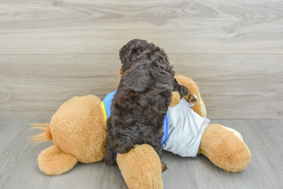 Popular Cockapoo Poodle Mix Pup