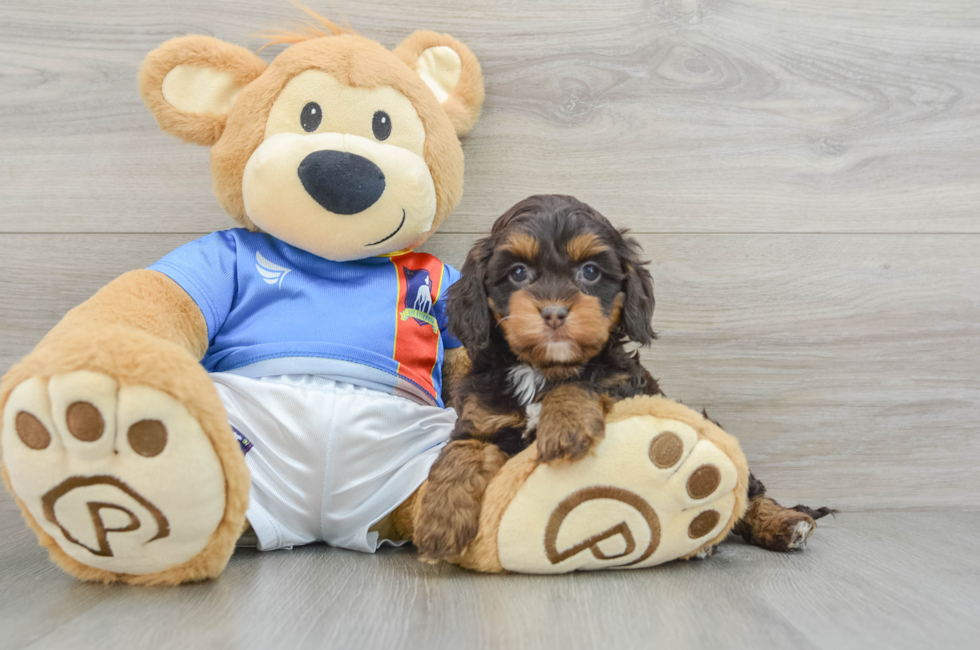 5 week old Cockapoo Puppy For Sale - Puppy Love PR