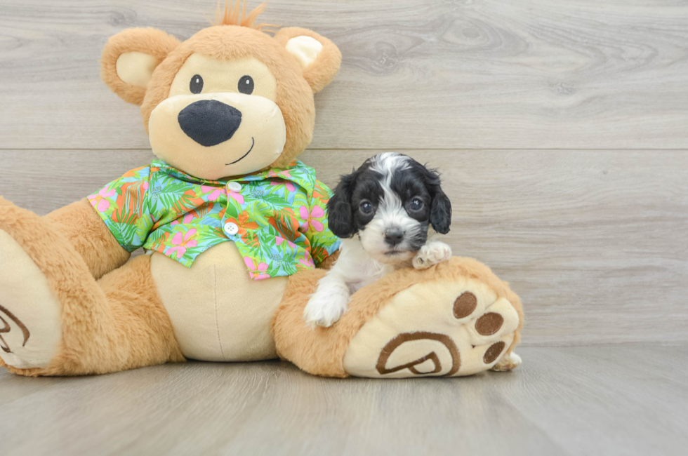 5 week old Cockapoo Puppy For Sale - Puppy Love PR