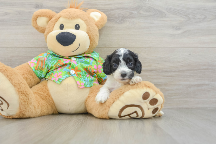 Meet Cameo - our Cockapoo Puppy Photo 1/3 - Puppy Love PR Fluffy Cockapoo Poodle Mix Pup