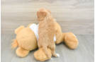 Cockapoo Pup Being Cute