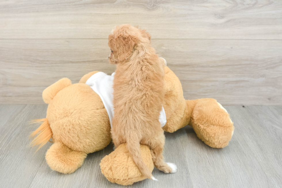 Cockapoo Pup Being Cute