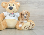 8 week old Cockapoo Puppy For Sale - Puppy Love PR