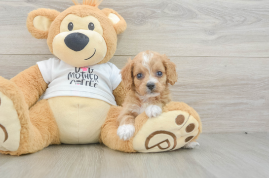 Petite Cockapoo Poodle Mix Pup