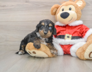 7 week old Cockapoo Puppy For Sale - Puppy Love PR