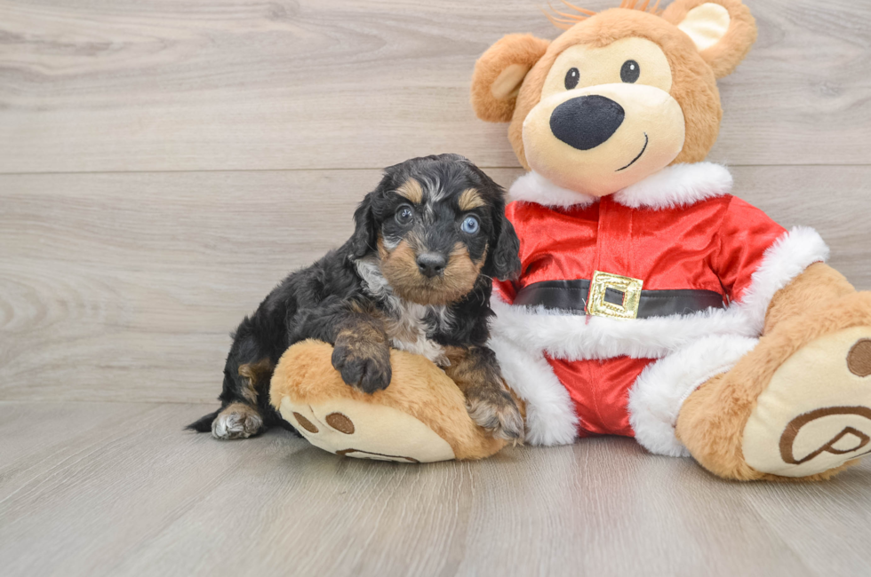 6 week old Cockapoo Puppy For Sale - Puppy Love PR