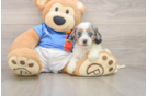Cockapoo Puppy for Adoption