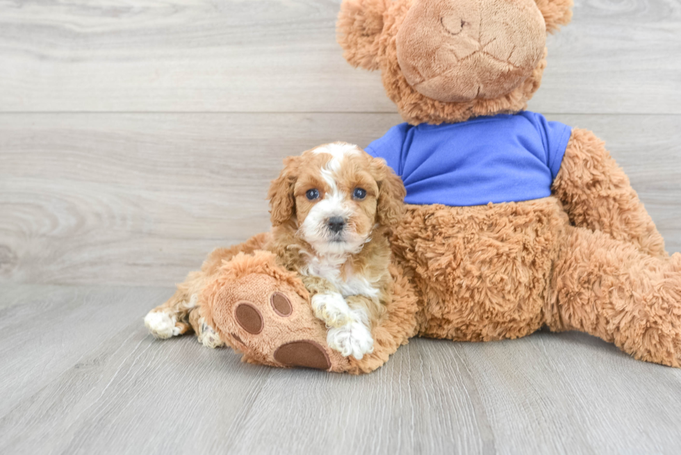 Small Cockapoo Baby