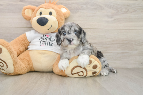 Best Cockapoo Baby