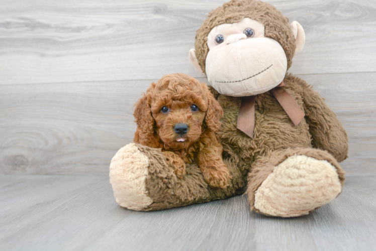 Meet Cameron - our Cockapoo Puppy Photo 1/3 - Puppy Love PR Best Cockapoo Baby
