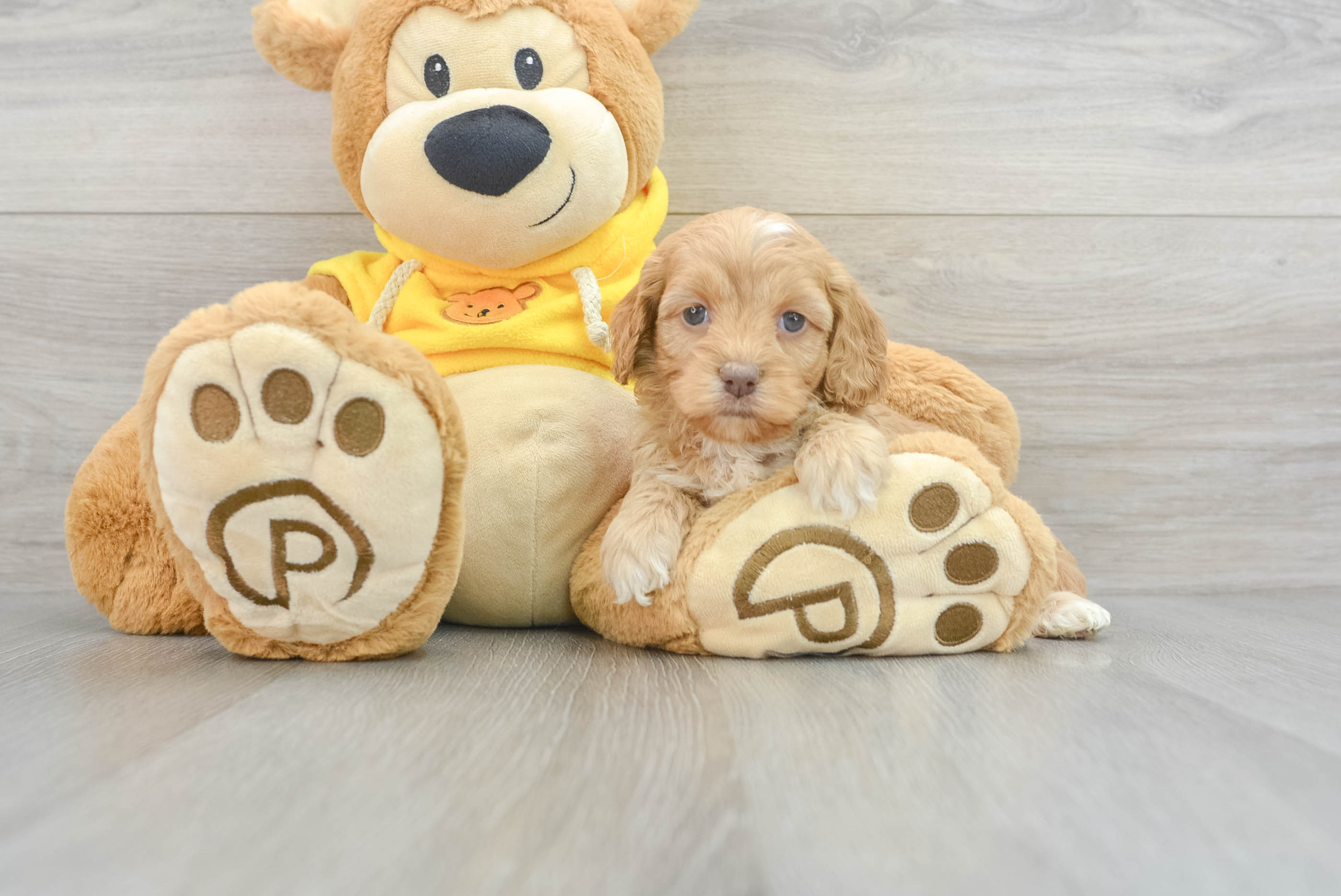 Cockapoo Pup Being Cute