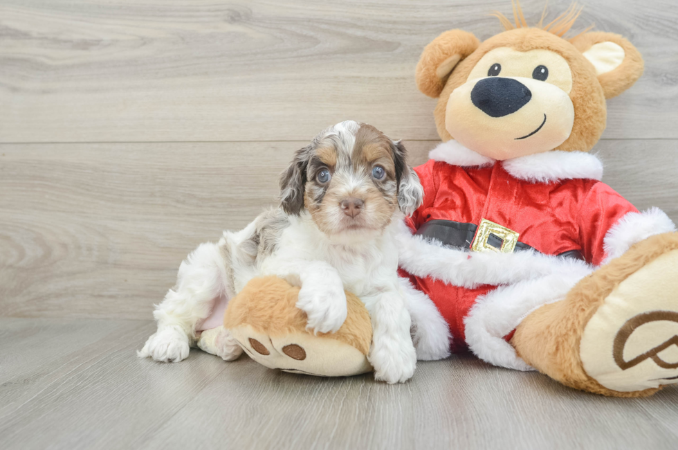 5 week old Cockapoo Puppy For Sale - Puppy Love PR